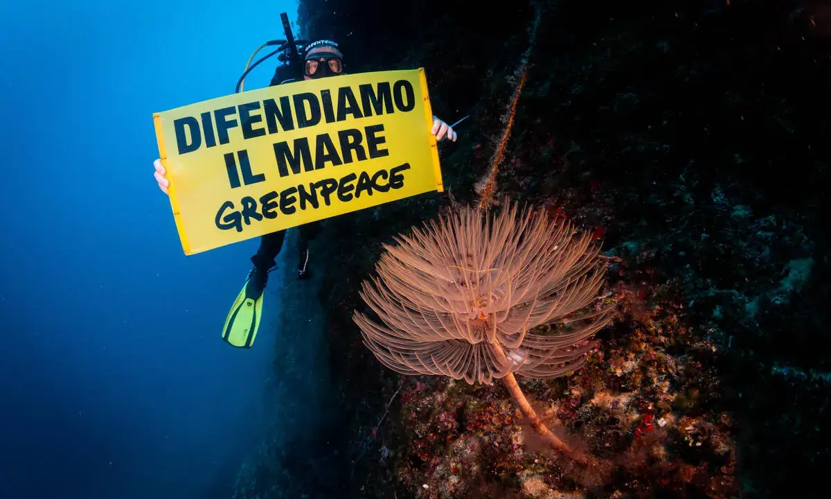 Subacqueo con cartello "Difendiamo il mare" Greenpeace, vicino a una splendida specie marina.