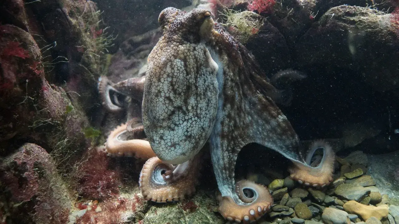 Un polpo mimetizzato tra le rocce e le alghe, con i suoi tentacoli che si intrecciano in un momento di accoppiamento.