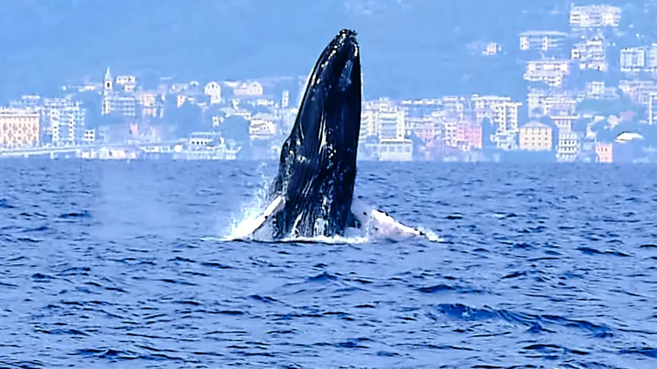 Una megattera emerge dalle acque blu, con una città costiera italiana sullo sfondo. Un raro avvistamento di balene in Italia.