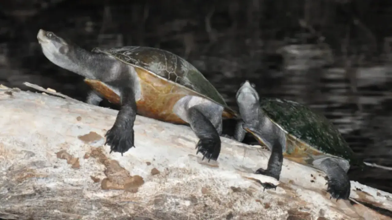 Due tartarughe d'acqua dolce, forse della stessa razza, si riposano su un tronco.