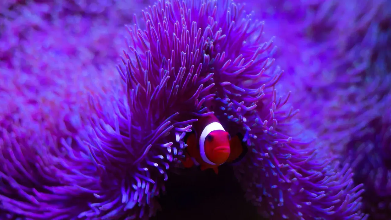 Pesce pagliaccio tra i tentacoli di un anemone di mare, un mollusco che offre riparo.