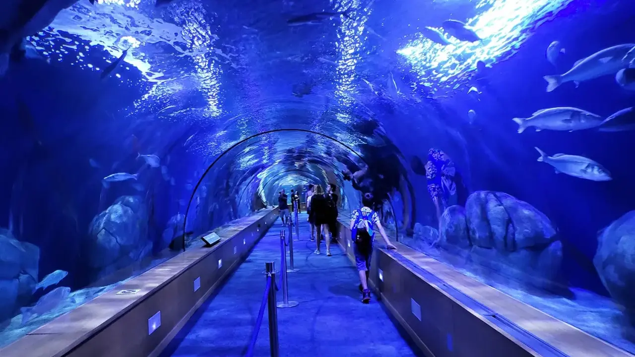 Tunnel sottomarino in un museo oceanografico, con persone che camminano tra pesci e rocce illuminate di blu.