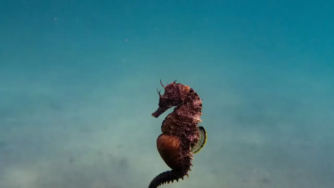 Un magnifico cavalluccio marino marrone, con la coda arricciata, nuota in acque azzurre e limpide.