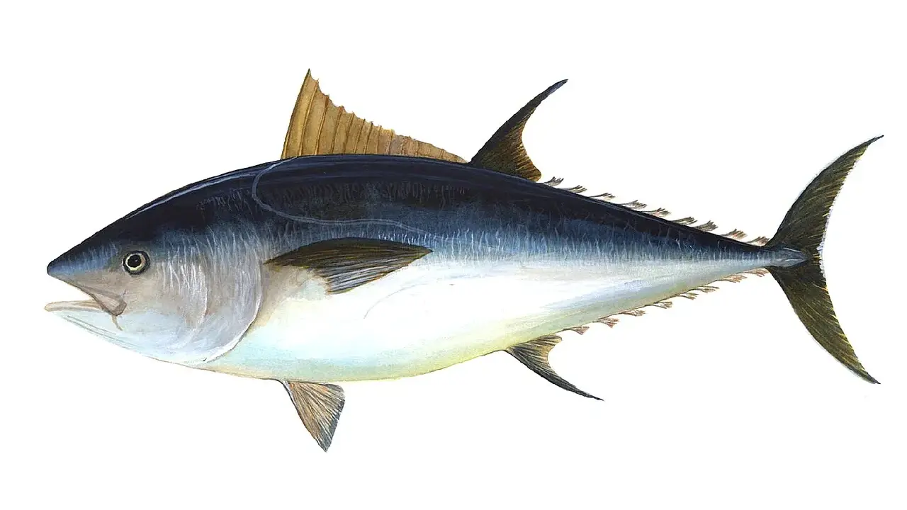 Un maestoso tonno rosso di 725 kg, con la sua livrea scura e argentea, pronto a solcare gli oceani.