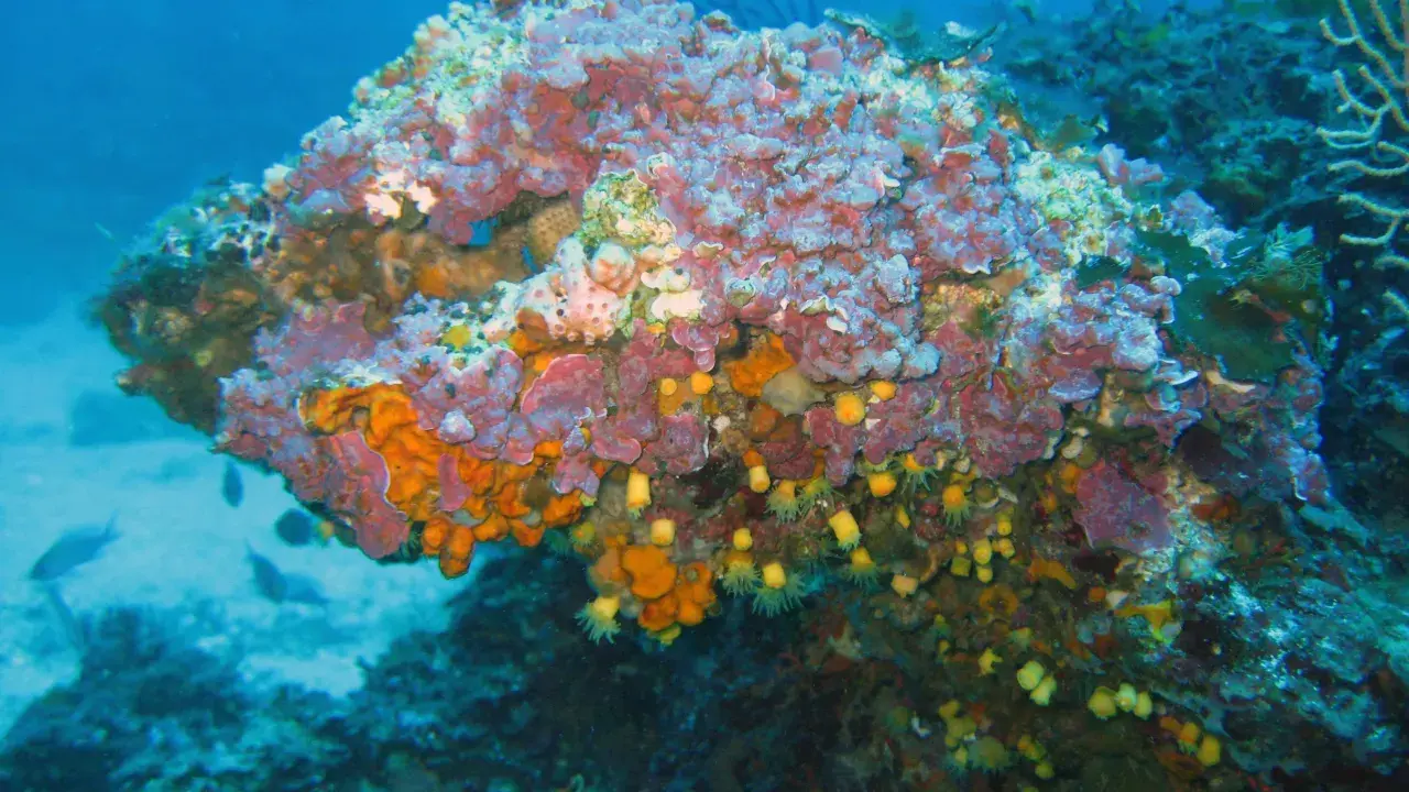 Un colorato coralligeno mediterraneo brulica di vita, con spugne arancioni e viola, anemoni gialli e piccoli pesci che nuotano tra le rocce.