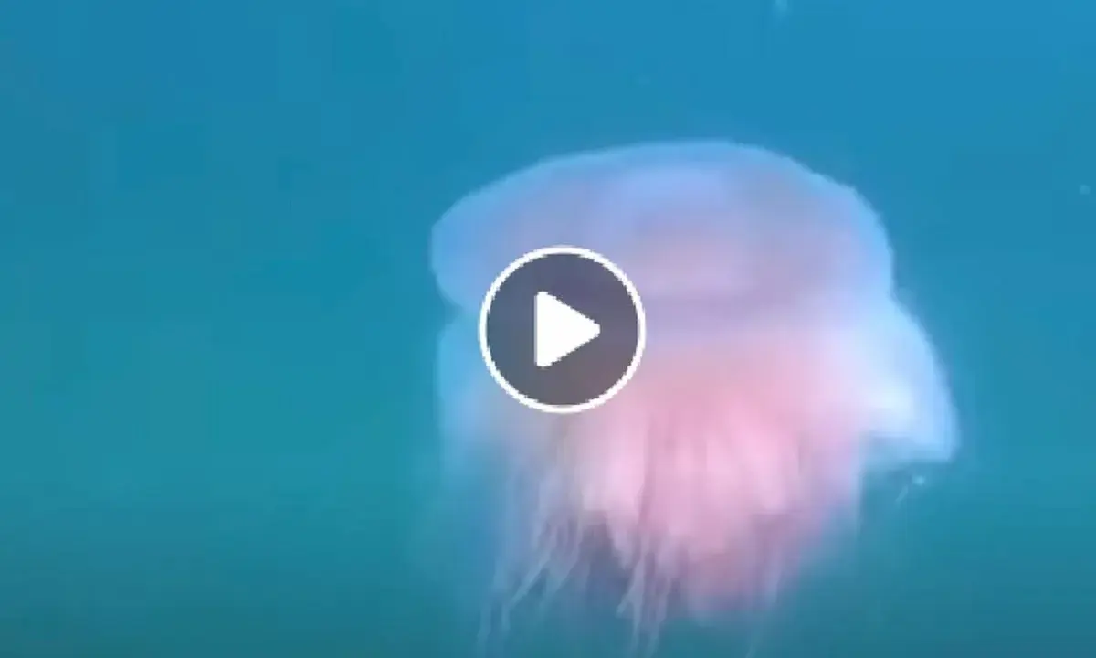 Una medusa rosa fluttua nell'acqua blu, forse la medusa più piccola al mondo.