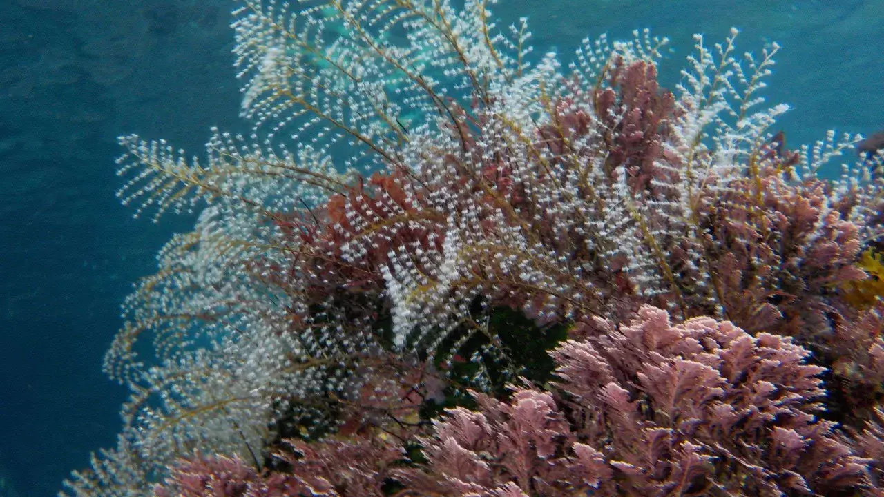 Un groviglio di piante marine, alcune bianche e piumose, altre rosa e ramificate, creano un fondale colorato.