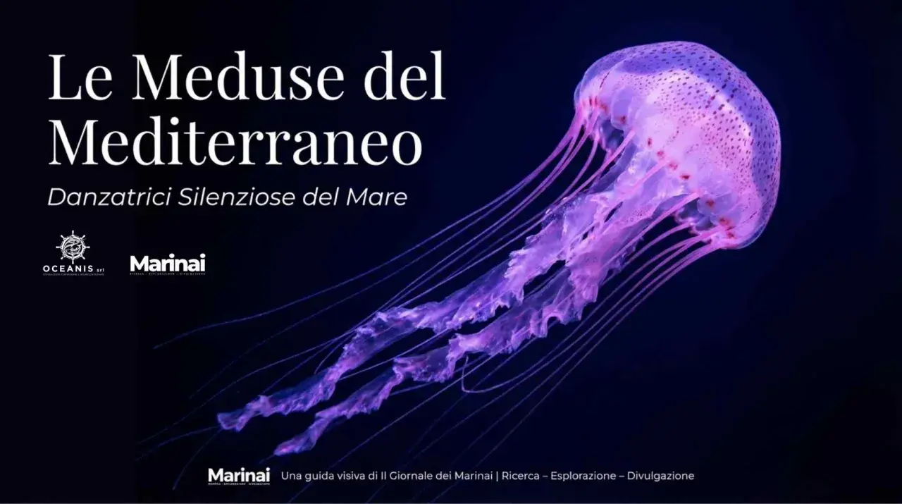 Medusa viola luminosa, una danzatrice silenziosa del mare, nel Mar Tirreno.