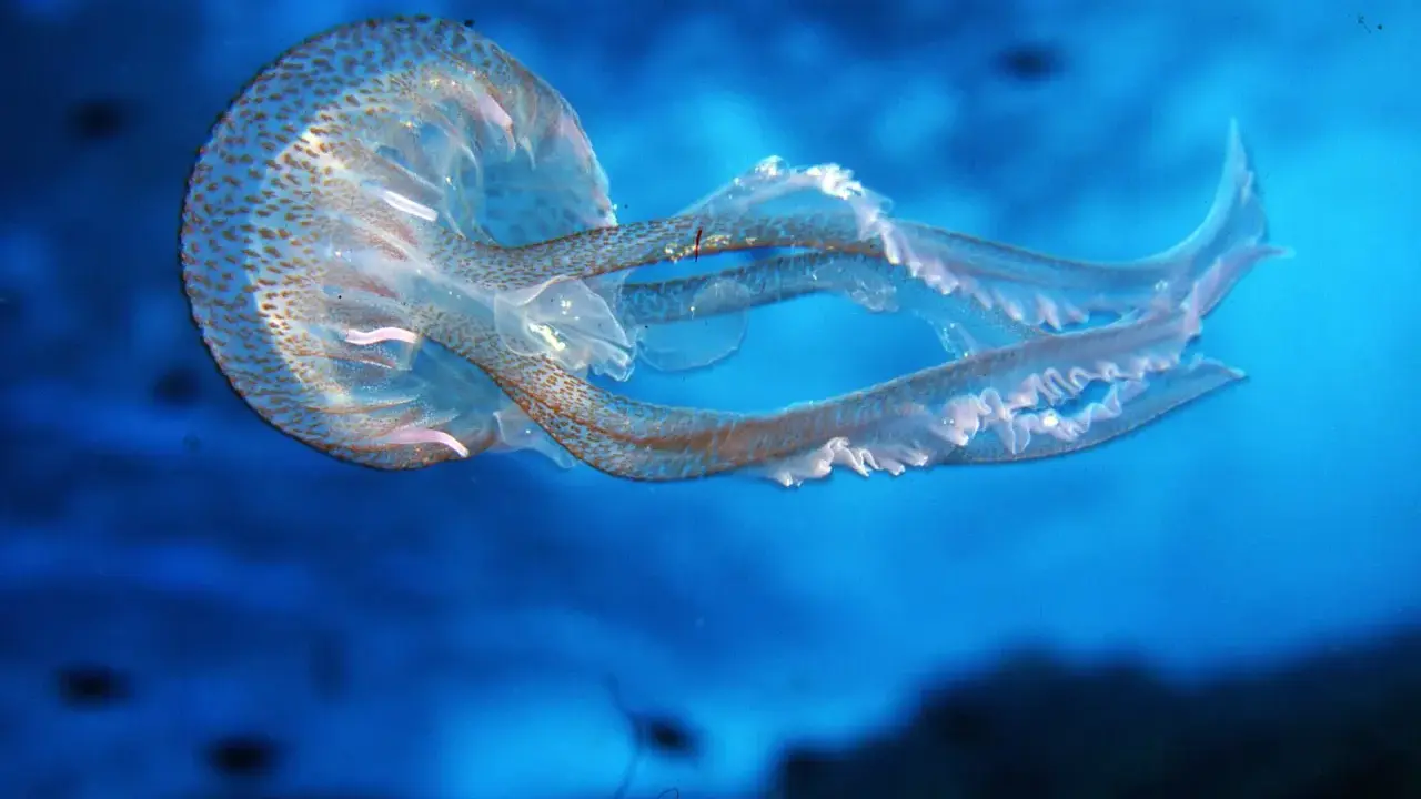 Medusa con macchie marroni, un esempio per la classificazione delle meduse.