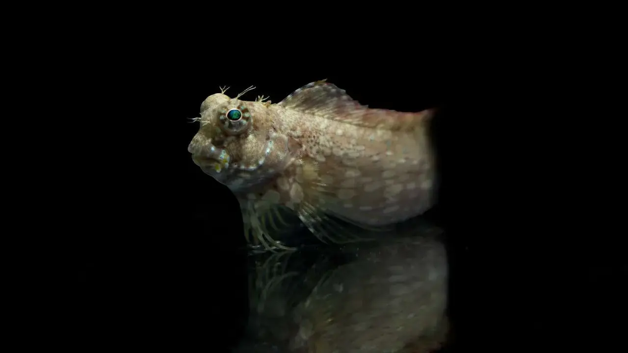Un piccolo pesce con protuberanze simili a corna e occhi sporgenti, che sembra quasi che i pesci abbiano le orecchie. Riflesso su una superficie scura.