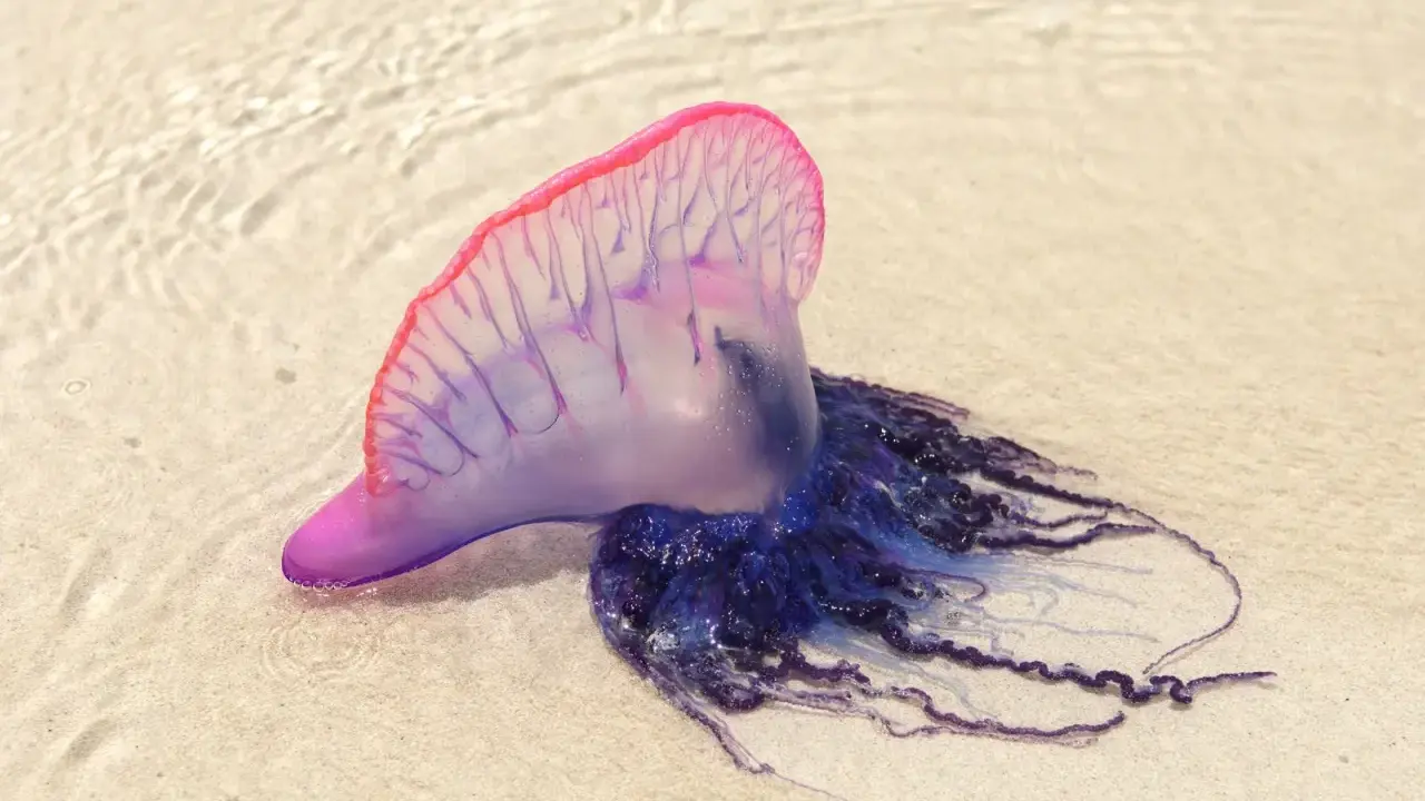 Una caravella portoghese, una delle meduse mortali, spiaggiata sulla sabbia con i suoi tentacoli blu e viola.