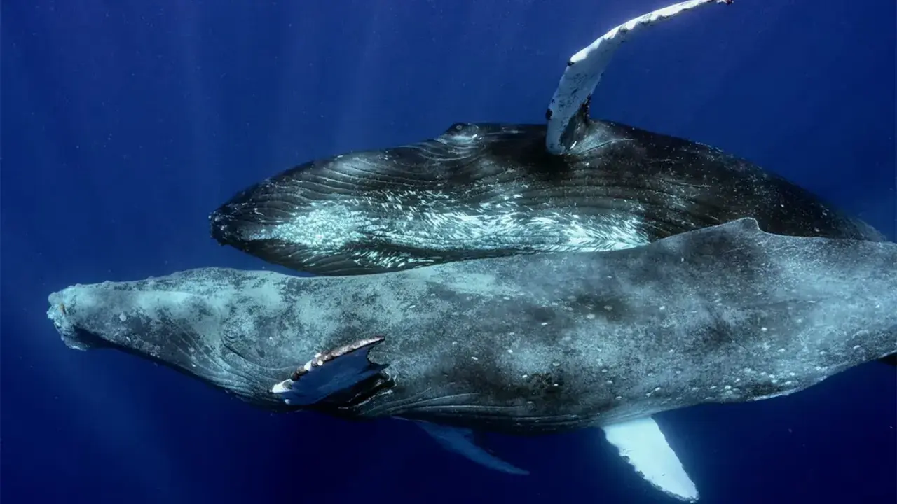 Due megattere nuotano in acque blu profonde. Queste maestose creature marine, le megattere, sono note per le loro lunghe pinne pettorali.