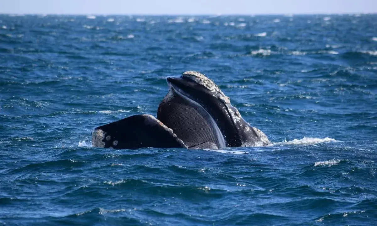 Due balene franche australi emergono dall'acqua blu, mostrando i loro fanoni, strutture uniche per filtrare il cibo.