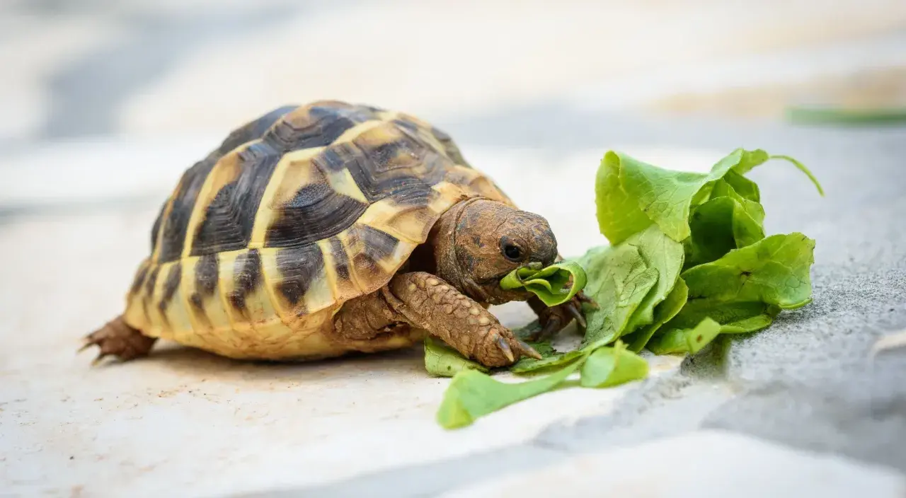 Tartaruga terrestre, nonostante il nome "tartaruga carnivora" sia un ossimoro, mangia foglie verdi.