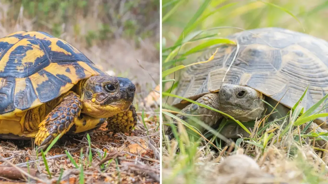 Testuggine con carapace giallo e nero e tartaruga in erba, illustrano la differenza tra testuggine e tartaruga.