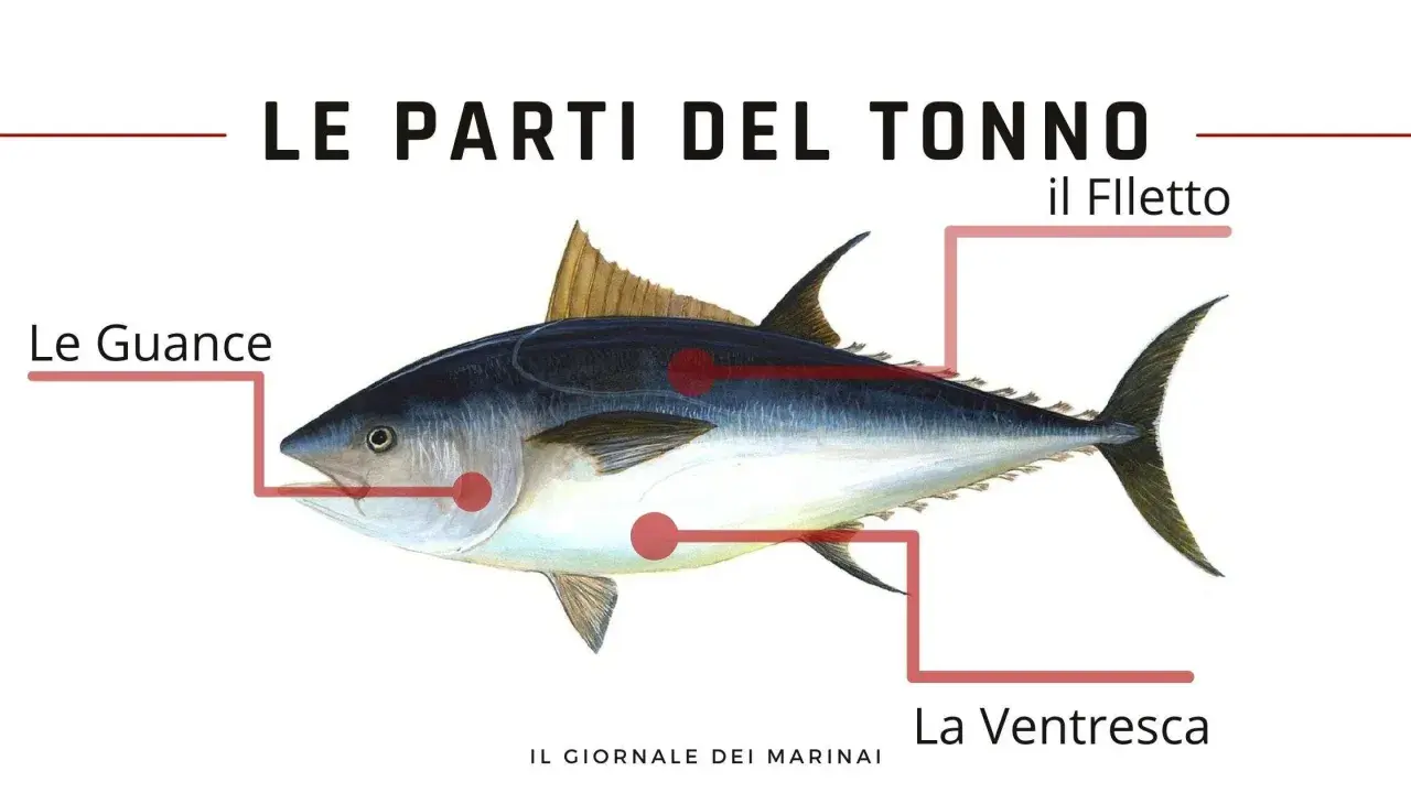 Illustrazione del tonno con indicazione delle parti: le guance, il filetto e la ventresca.