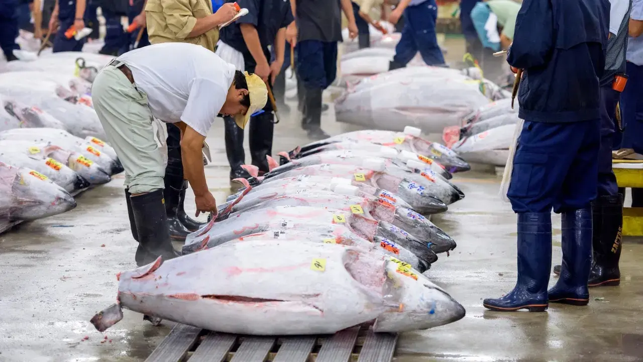 Mercato del pesce con file di tonni enormi, forse il tonno più grande mai pescato, pronti per la vendita.
