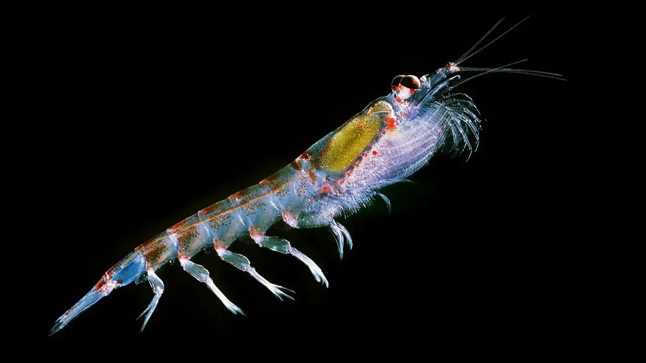 Un krill trasparente, cibo essenziale per le balene, nuota nell'oscurità.