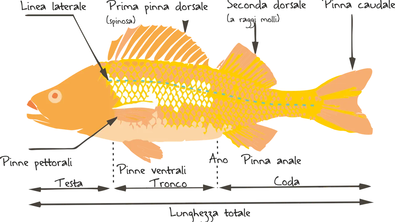 Illustrazione delle caratteristiche dei pesci: linea laterale, pinne dorsali, pettorali, ventrali, anale e caudale, con indicazione di testa, tronco e coda.