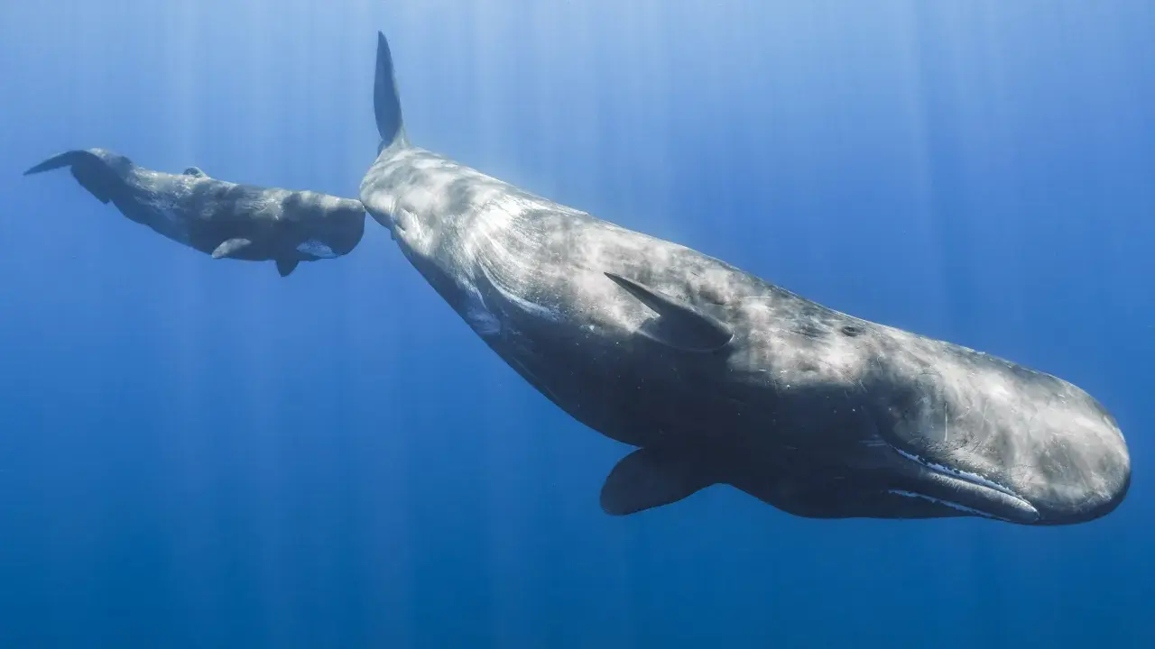 Due capodogli nuotano in acque blu. Questi giganti marini si nutrono principalmente di calamari, cacciati nelle profondità oceaniche.