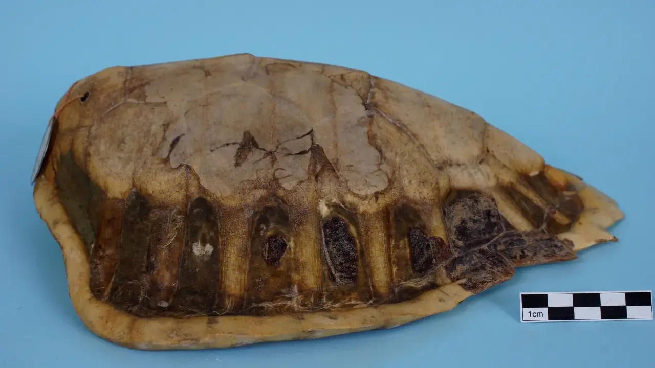 Carapace di tartaruga marina, con squame visibili e segni di usura. Un righello indica la scala di 1 cm.