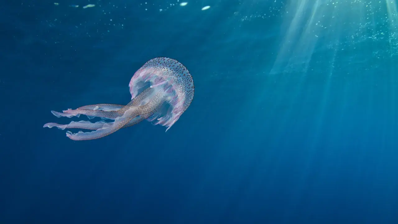 Una medusa maculata fluttua nelle acque blu, un esempio di dove vivono le meduse, illuminate dai raggi solari che filtrano dall'alto.