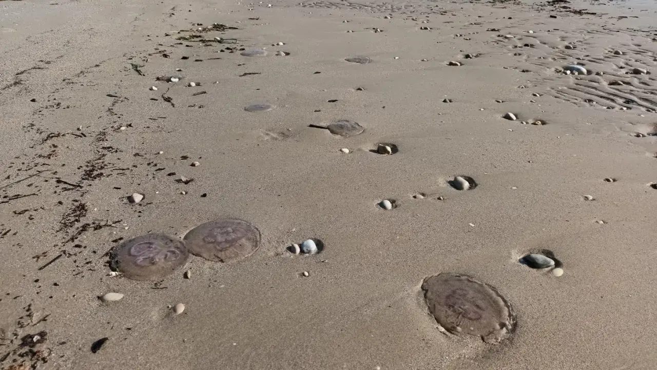 Spiaggia con diverse meduse spiaggiate sulla sabbia. Le mareggiate e le correnti marine spesso danno origine alle meduse che finiscono a riva.