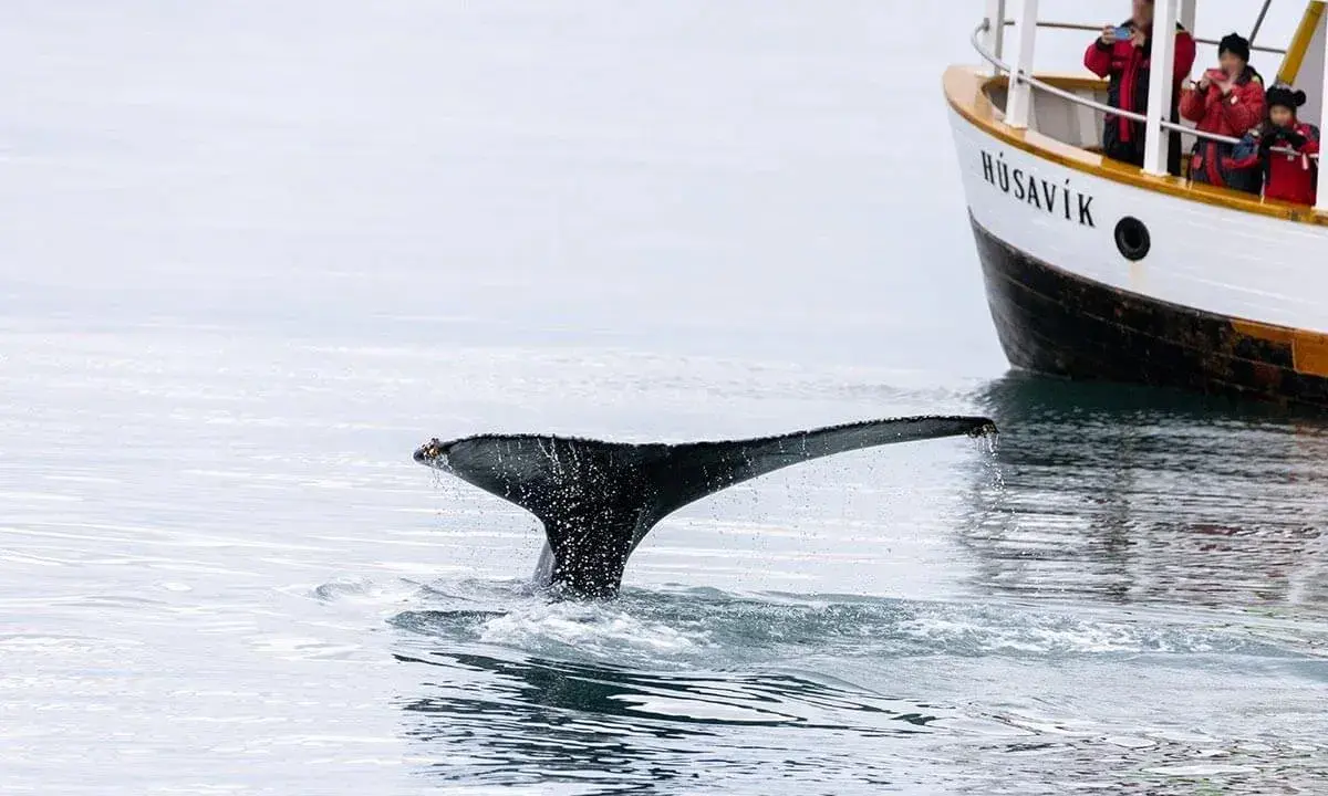 Coda di balena emerge dall'acqua vicino a una barca a Husavik, dove si trovano le balene. Turisti osservano l'animale.