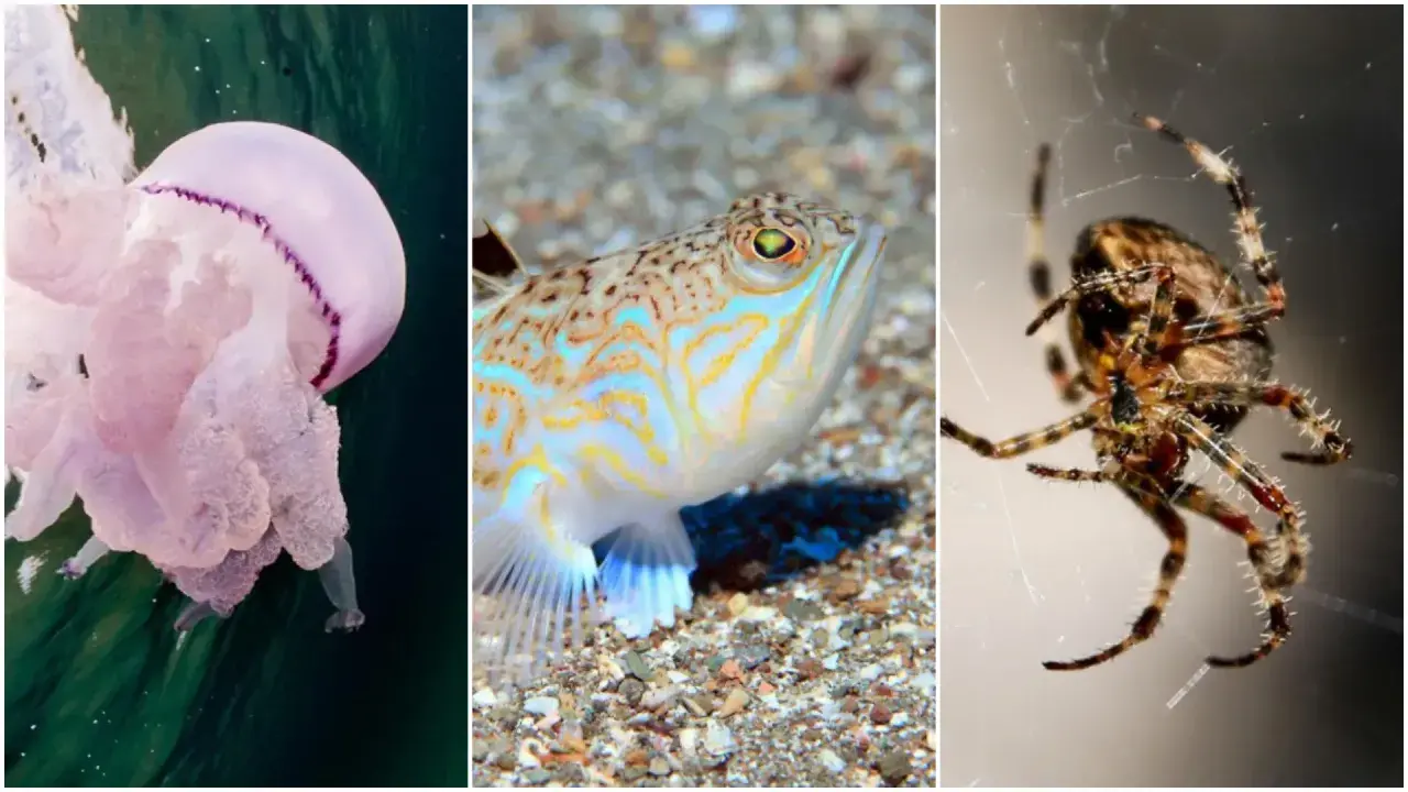 Medusa rosa, pesce colorato e ragno. Nessuna medusa arancione qui, ma un trio di creature affascinanti.