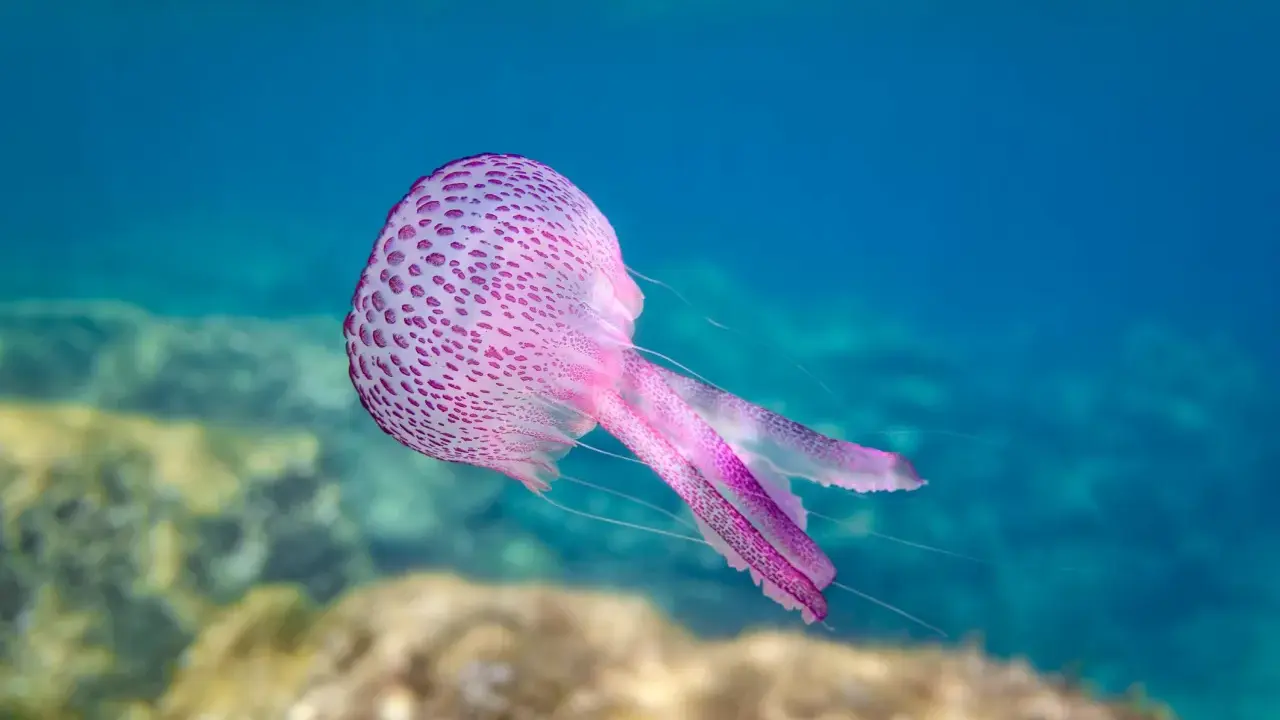 Una medusa rosa punteggiata fluttua nell'acqua blu, con tentacoli sottili che si estendono. Sembra quasi un mammifero marino per la sua grazia.