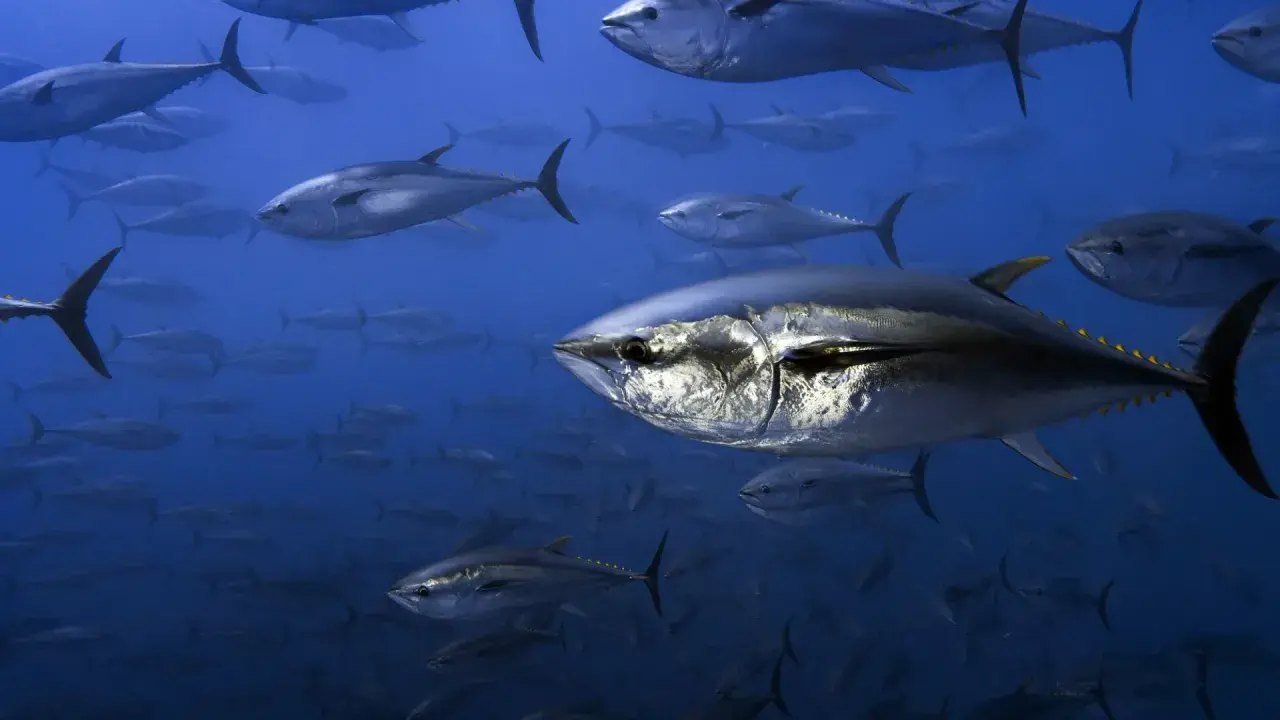 Un banco di tonni nuota nell'oceano blu. Questi predatori veloci cacciano pesci più piccoli, crostacei e molluschi, mostrando cosa mangia il tonno.