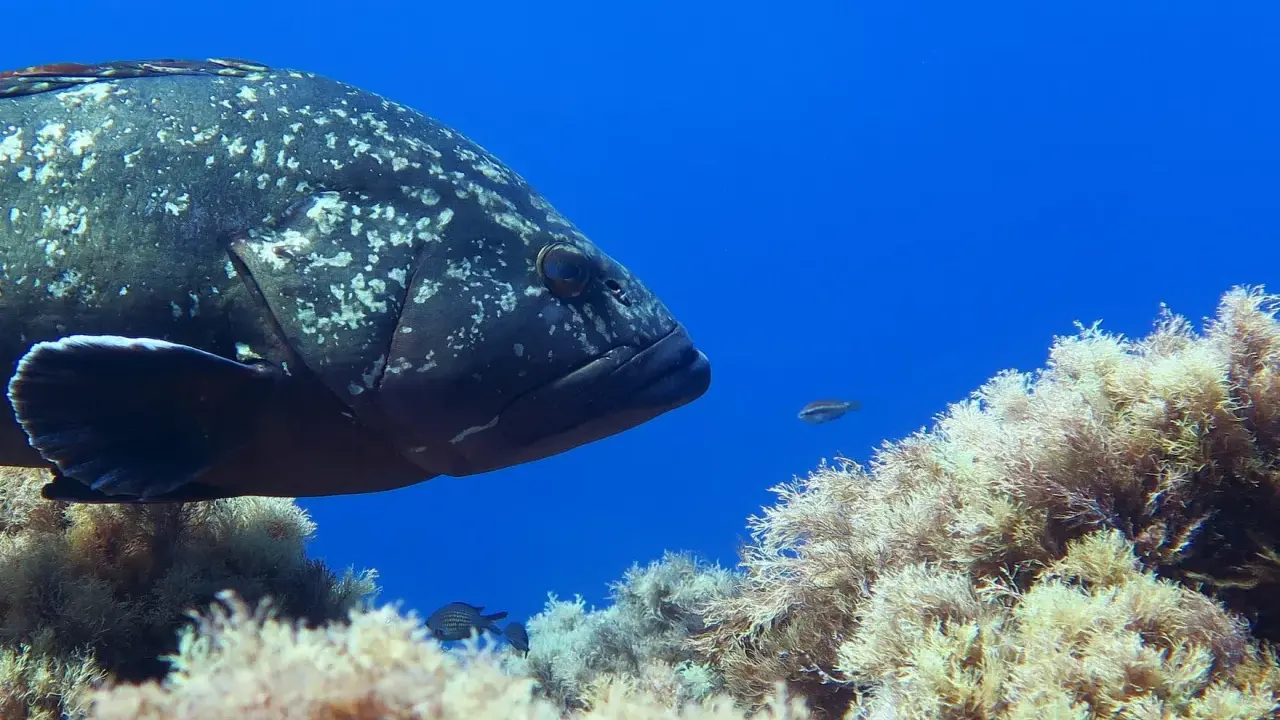 Un grande pesce cernia maculato nuota tra alghe e piccoli pesci. Diversi tipi di cernia popolano i fondali marini.