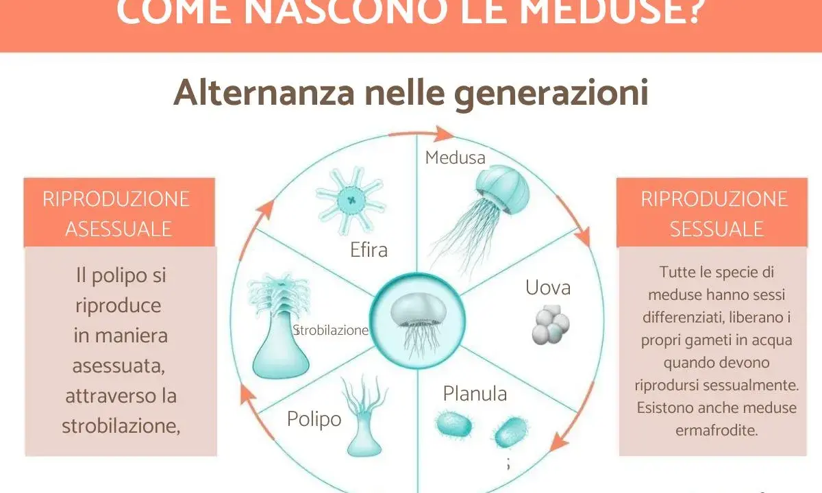 Ciclo vitale delle meduse: da polipo a medusa adulta, passando per stadi come efira, planula e uova. La riproduzione sessuale e asessuata si alternano.