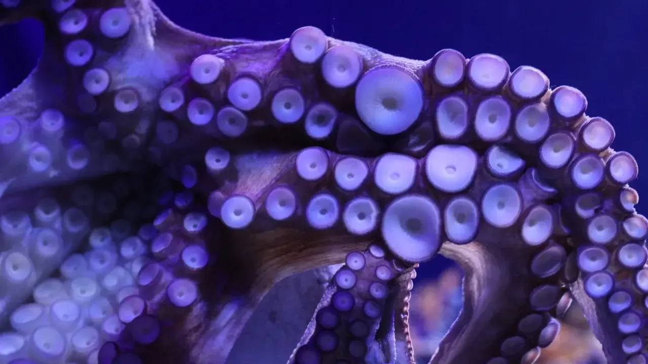 Tentacoli viola di un polipo con ventose luminose. La bocca del polipo è nascosta tra le sue braccia.