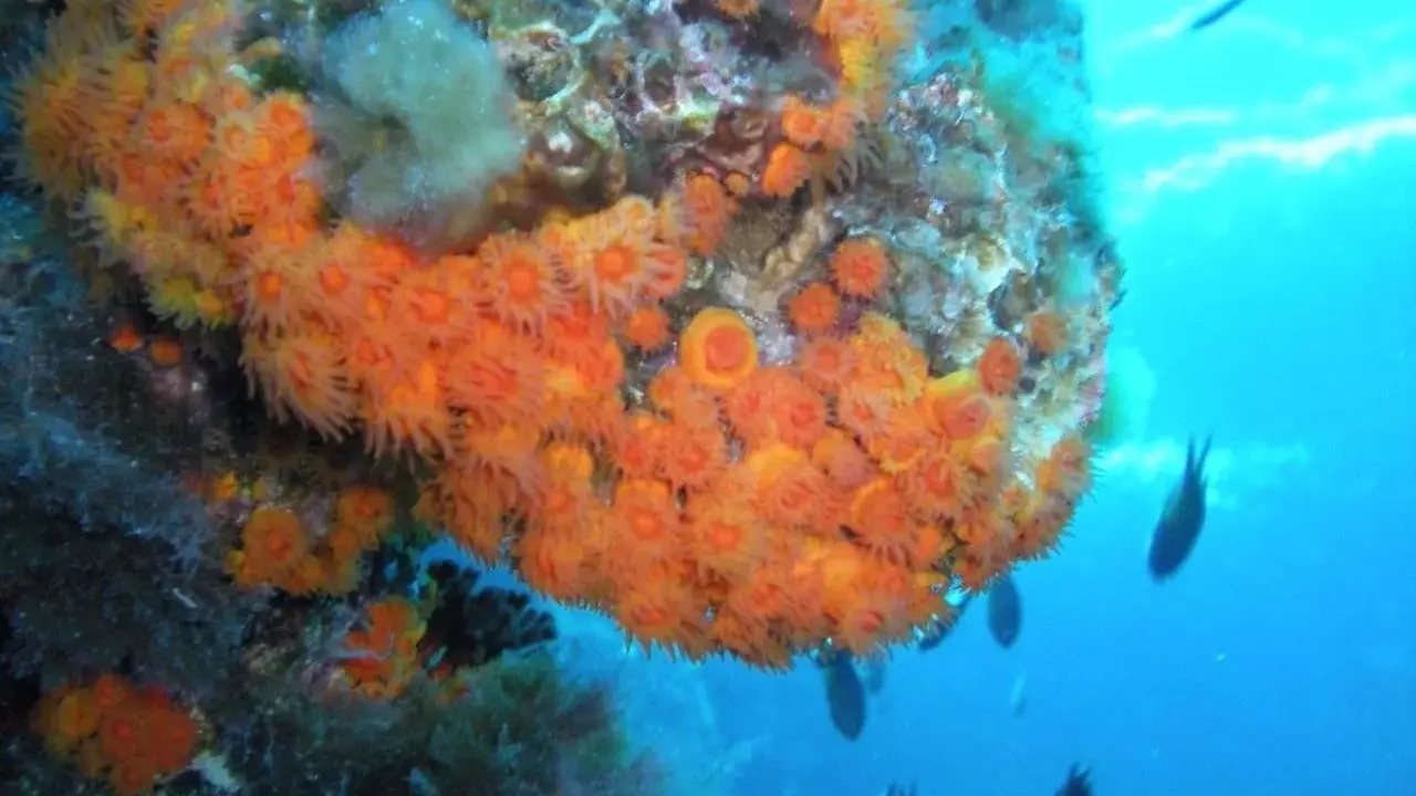 Un fondale marino vibrante con coralli arancioni e meduse, circondato da pesci che nuotano nell'acqua blu.