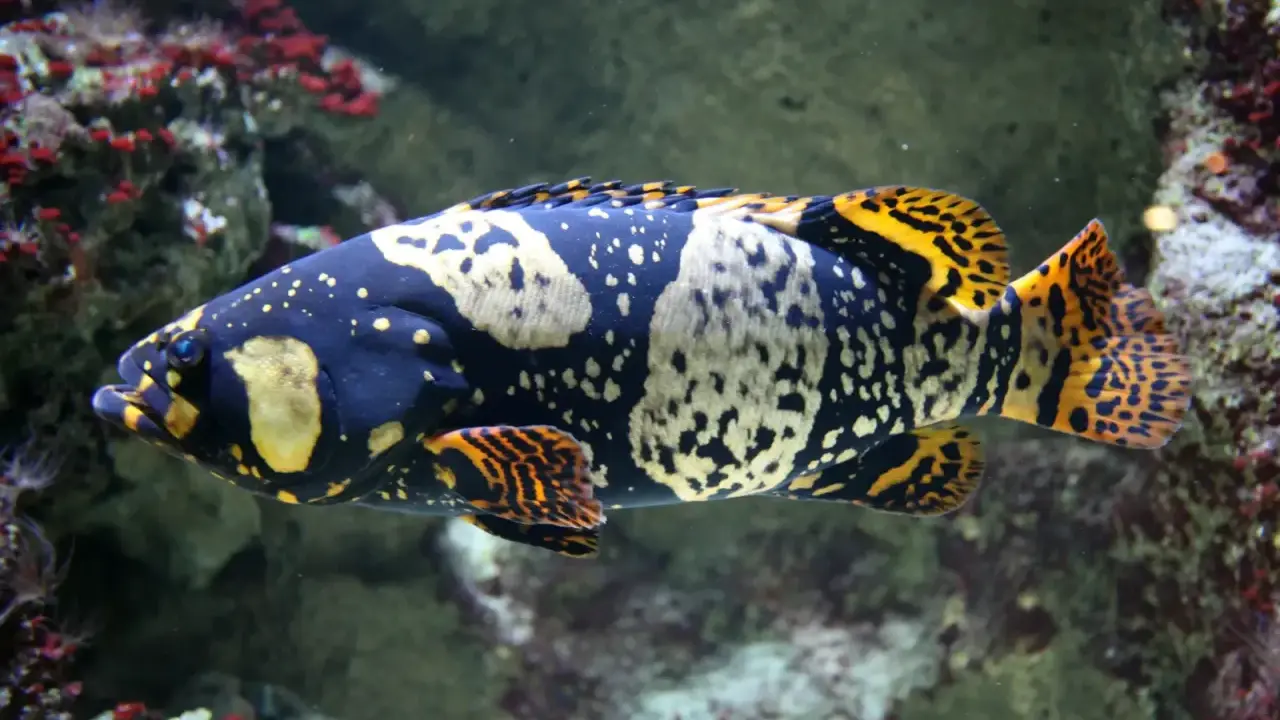 Una cernia gigante dalle notevoli dimensioni, con un corpo scuro maculato di giallo e arancione, nuota tra le rocce coralline.