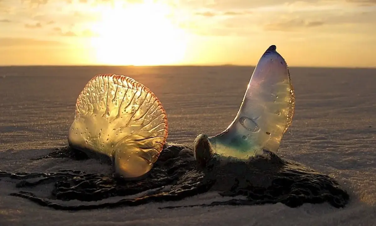 Due meduse che non pungono, trasparenti e iridescenti, sulla sabbia al tramonto.