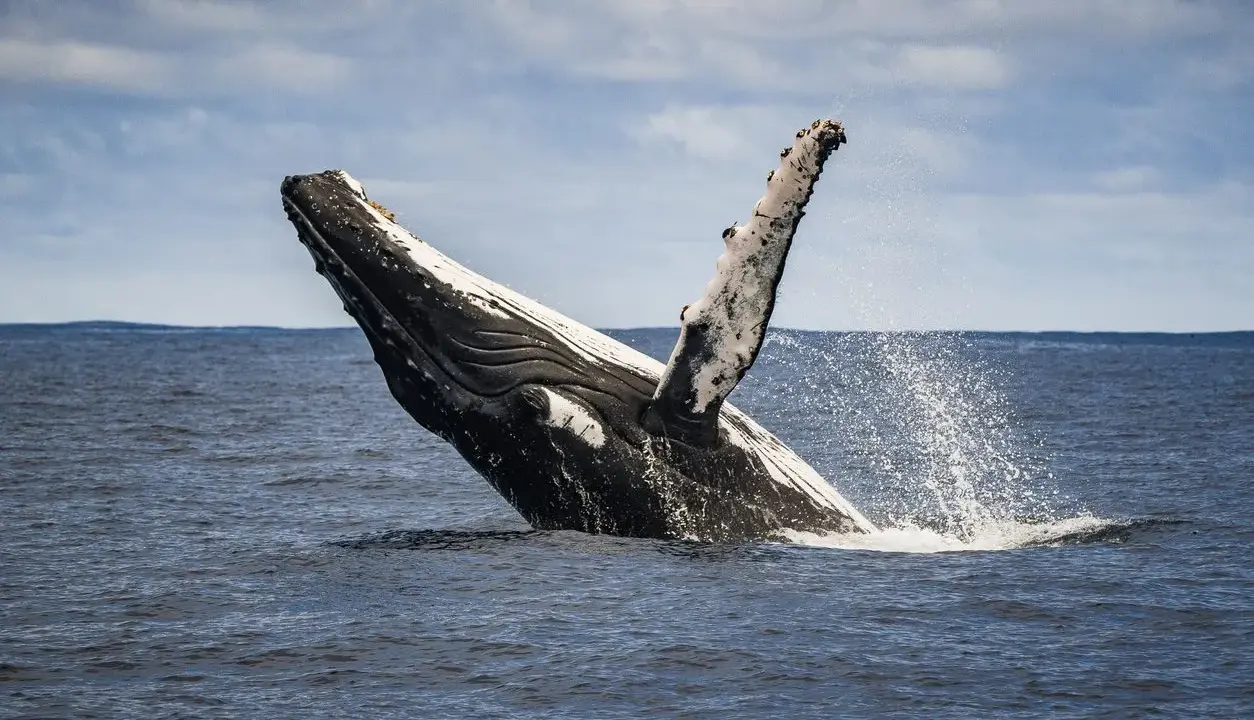 Una balena megattera emerge dall'acqua, con la pinna pettorale alzata e spruzzi d'acqua.