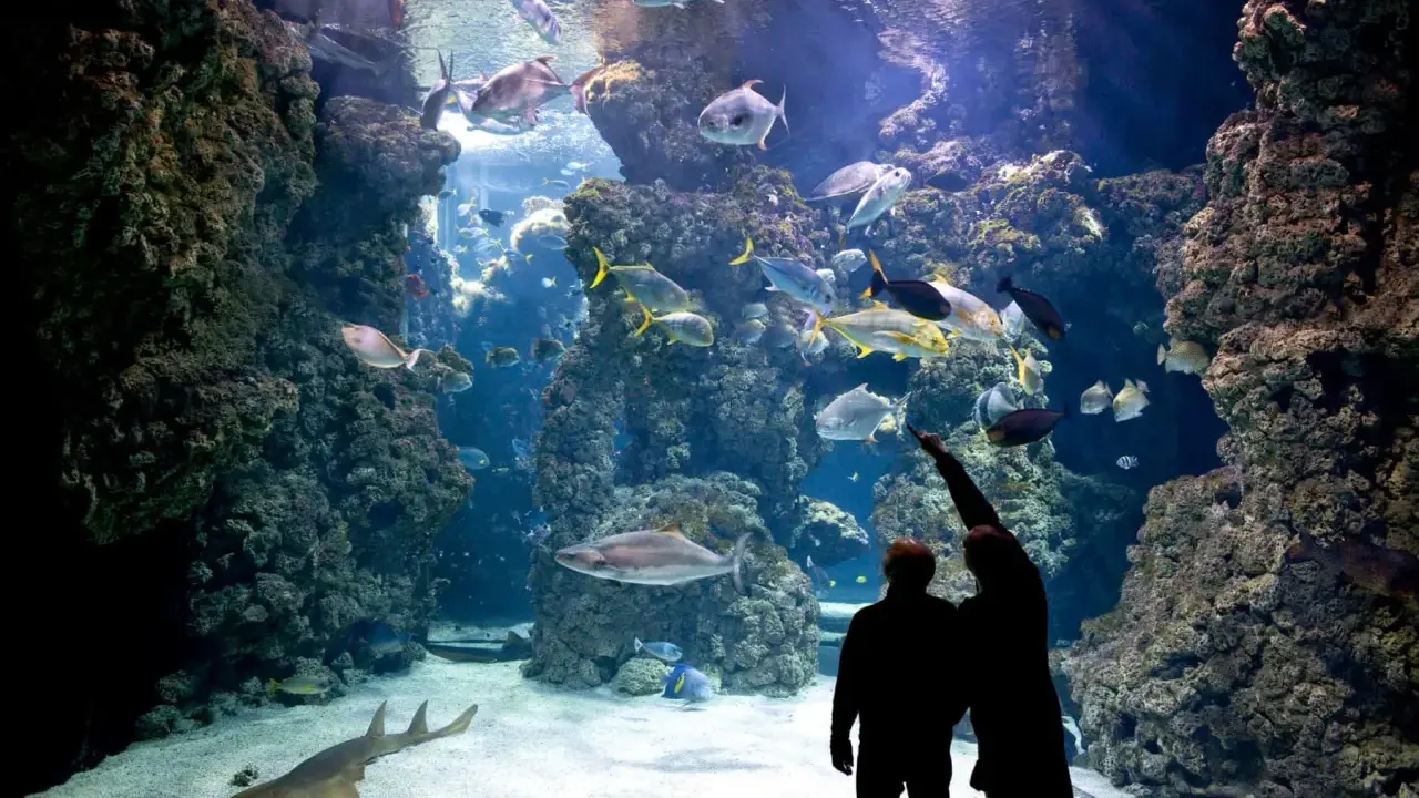 Coppia ammira un maestoso acquario monaco, pieno di pesci colorati e coralli.
