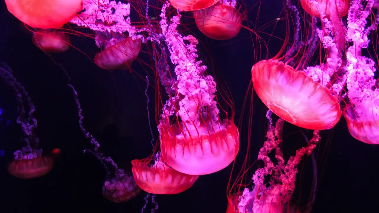 Meduse rosa e viola fluttuano nell'oscurità, con tentacoli sottili. Si nutrono di plancton e piccoli organismi marini.
