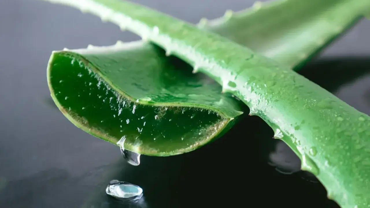 Gel di aloe vera che gocciola da una foglia tagliata, ideale per l'irritazione della pelle.