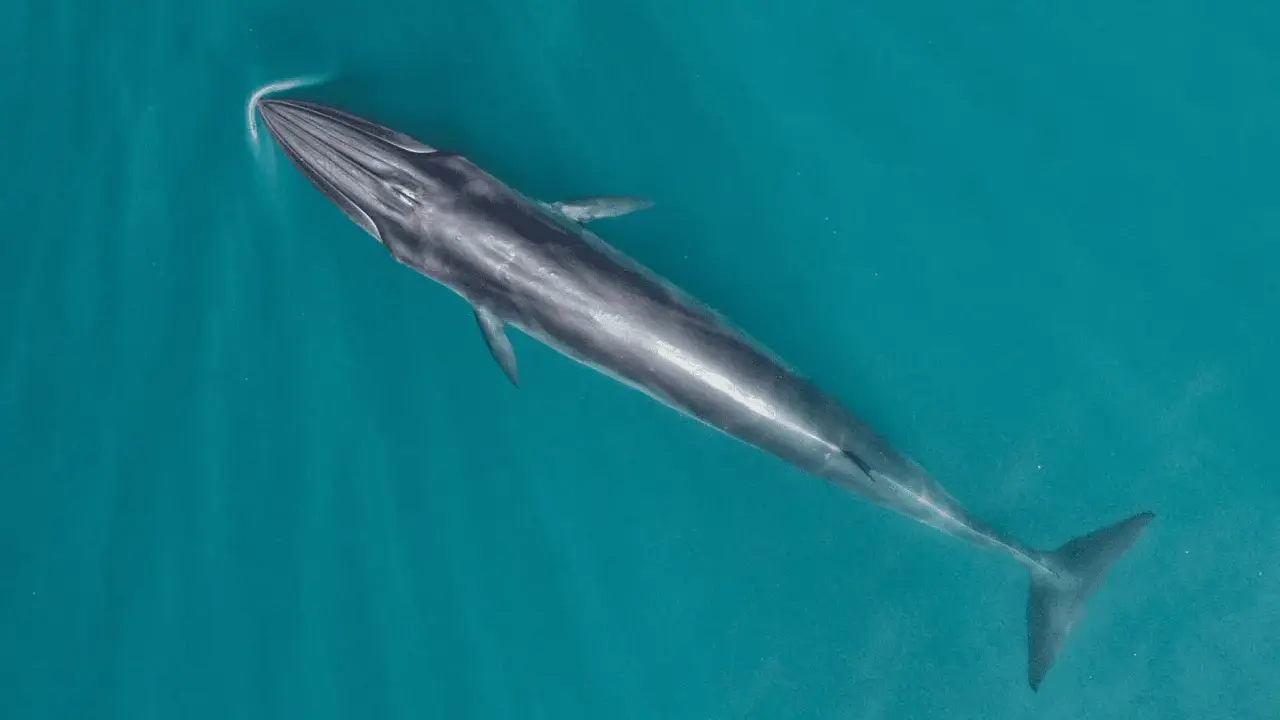 Una maestosa balena mammifero nuota nelle acque turchesi, la sua lunga sagoma scivola silenziosamente sotto la superficie.