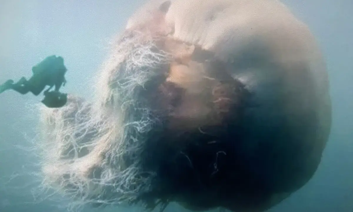 Un subacqueo osserva la medusa più grande del mondo, un gigante pelagico con tentacoli lunghissimi che si estendono nell'oceano.