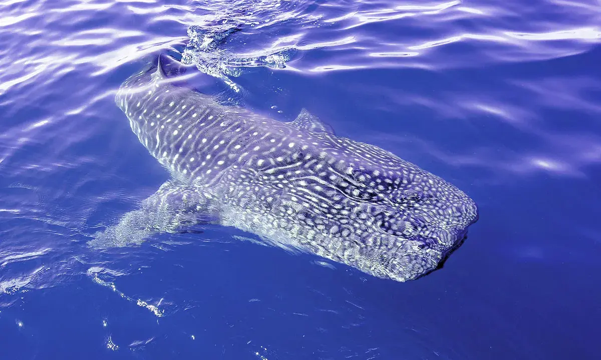 Un maestoso squalo cetaceo, con la sua pelle maculata, nuota placidamente nelle acque blu.