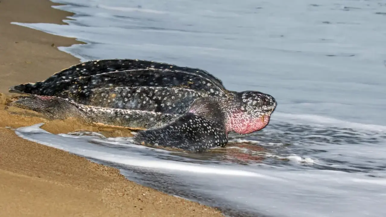 Tartaruga liuto, la tartaruga più grande del mondo, emerge dall'acqua sulla sabbia.