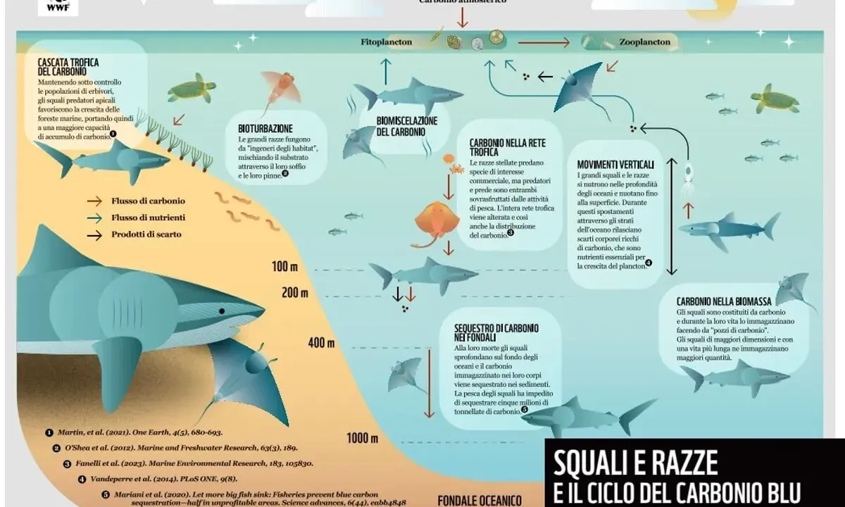 Gli squali e le razze, presenti nel Mediterraneo, sono fondamentali per il ciclo del carbonio blu, immagazzinandolo e contribuendo alla salute degli oceani.