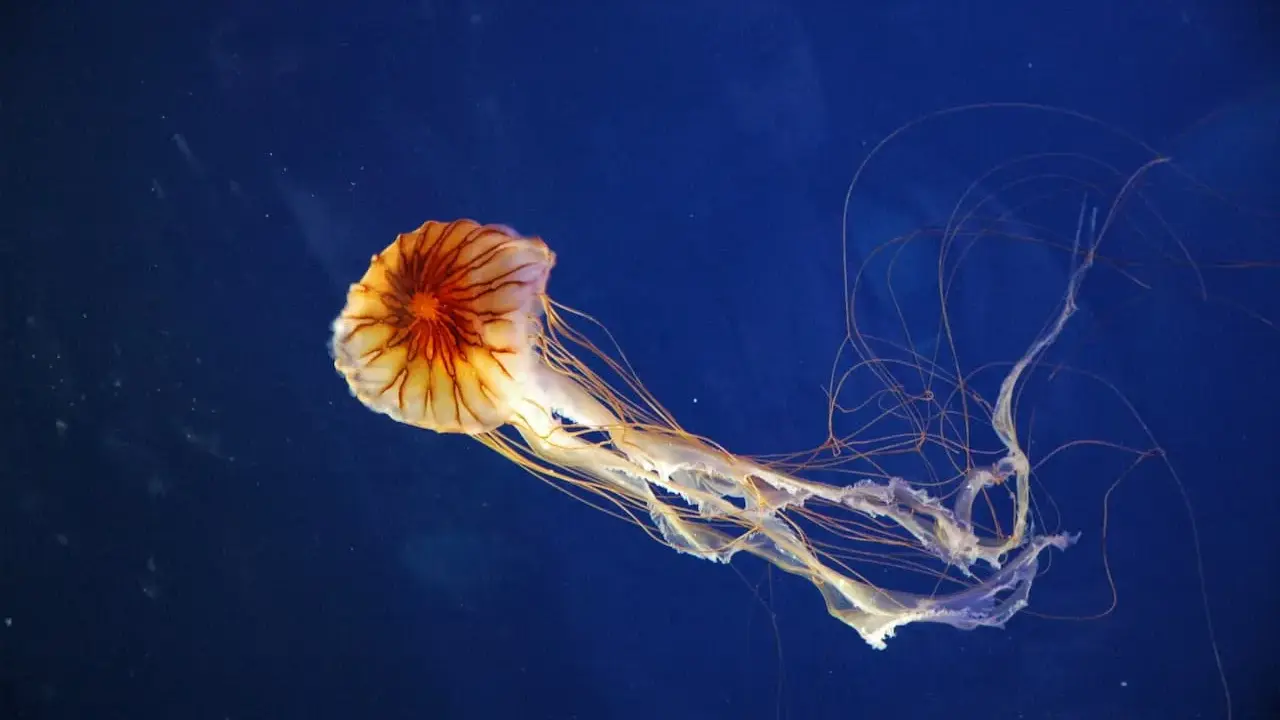 Una medusa striata, con tentacoli lunghi e sottili, fluttua nel blu profondo.