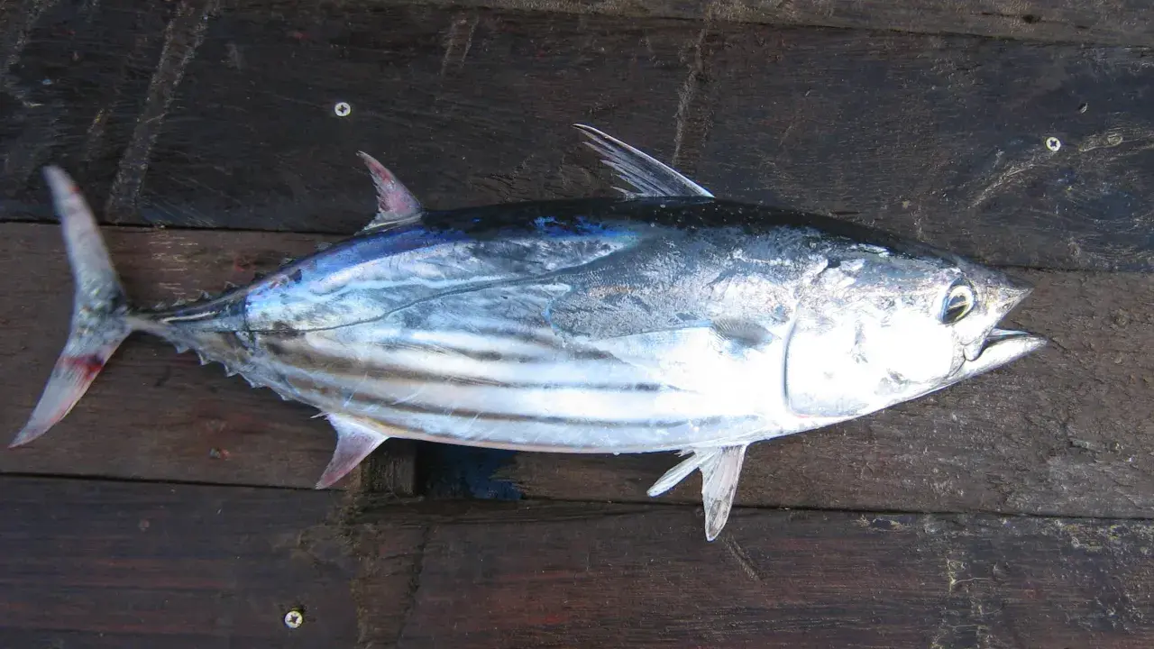 A fresh skipjack tuna lies on a dark wooden surface.