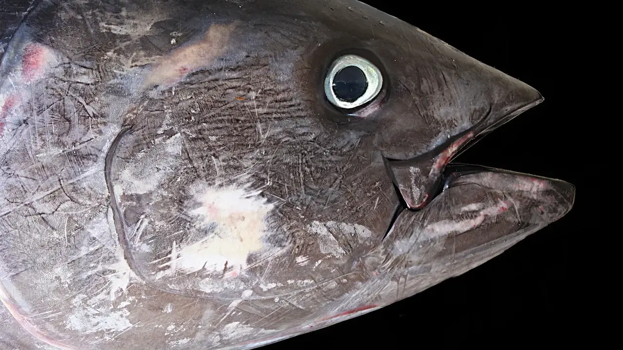 Primo piano di un tonno, un pesce che vive negli oceani, con la bocca aperta e l'occhio visibile.