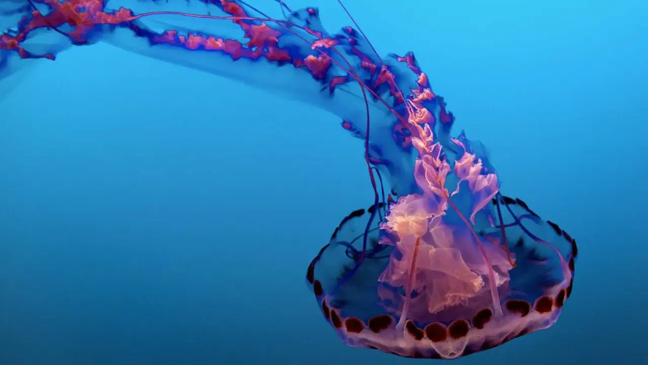 Medusa con lunghi tentacoli che ondeggiano nel blu profondo, un'elegante danza sottomarina.